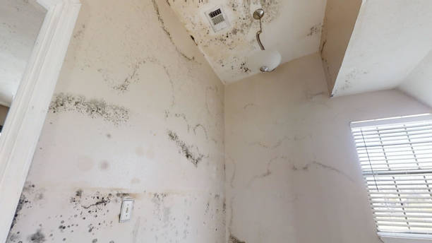 Professional Mold Removal in South Tucson, AZ